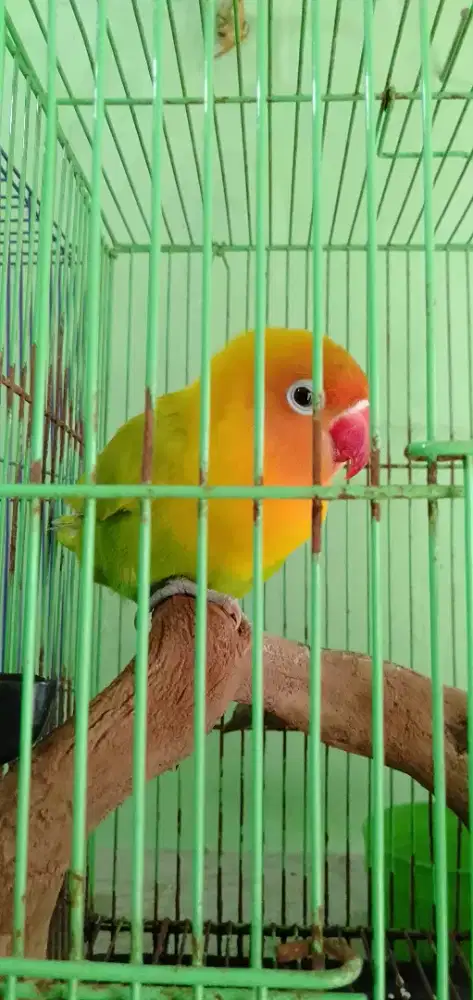 Love bird love bird