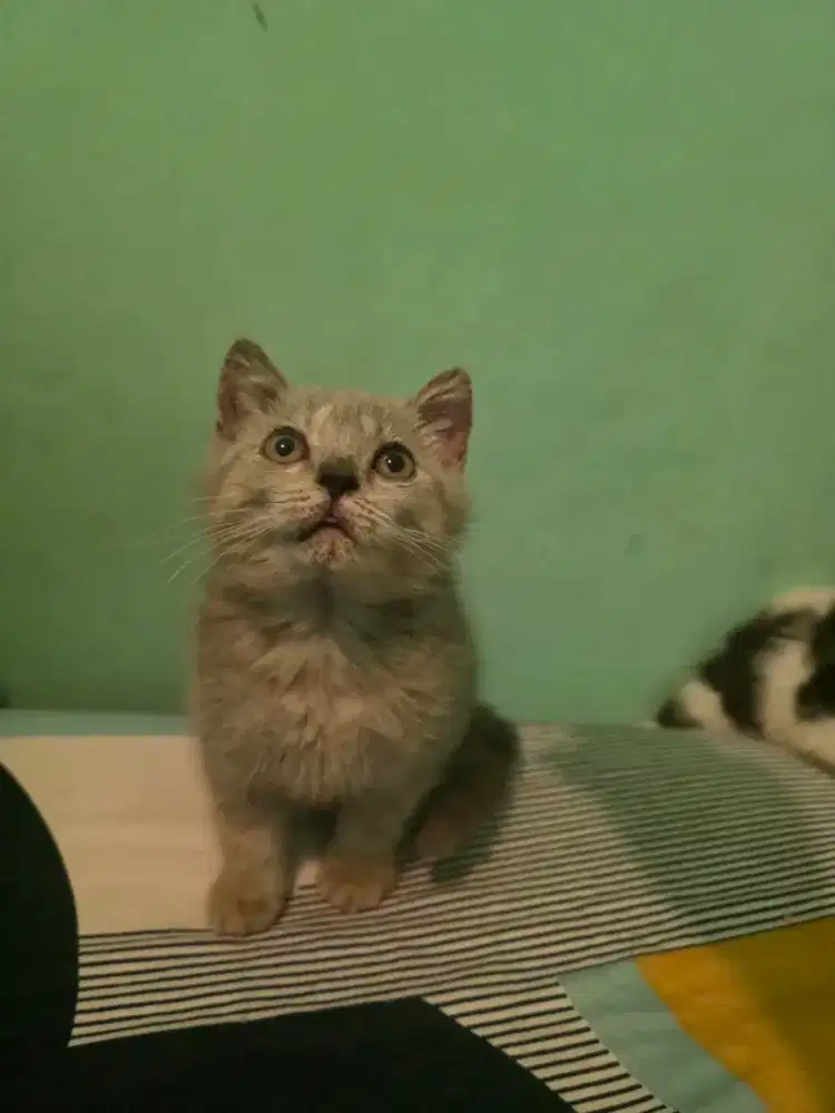 BSH pure jantan 2.5 bulan