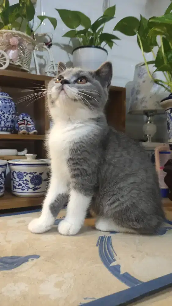 Bsh bico 5 bln betina, line ped minus