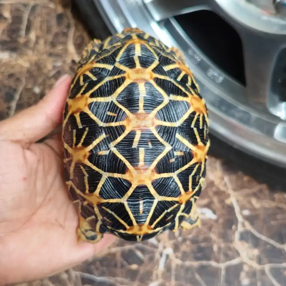 Indian star istar 13,2 cm high yellow fast growth sulcata
