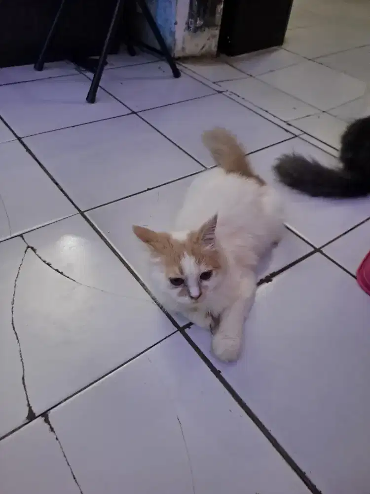 ADOPT KITTEN KUCING PERSIA