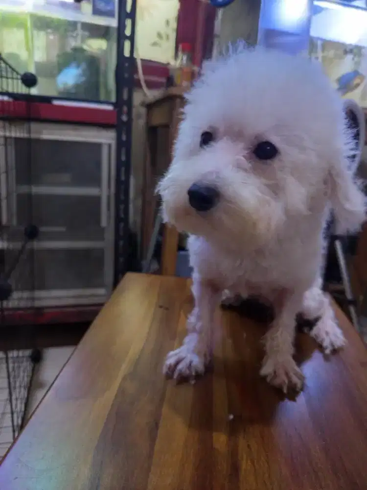 5 ekor poodle betina jantan borongan murah