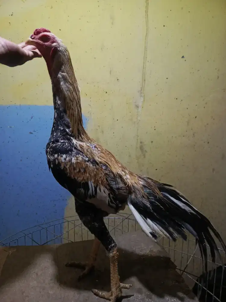 Ayam shamo Silangan bk