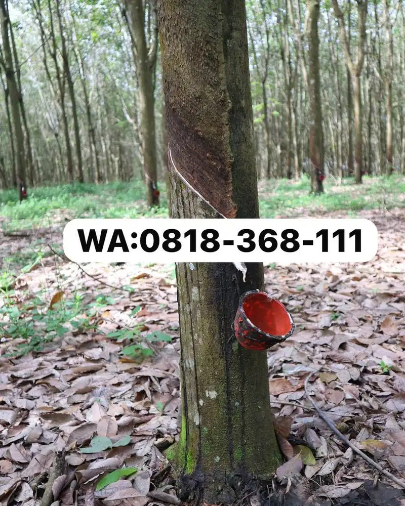 Di jual kebun karet/Tanah 2 hektar