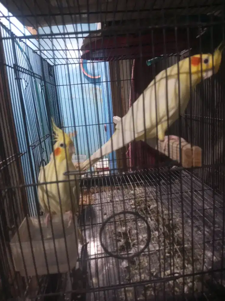 Burung falk lutino mm