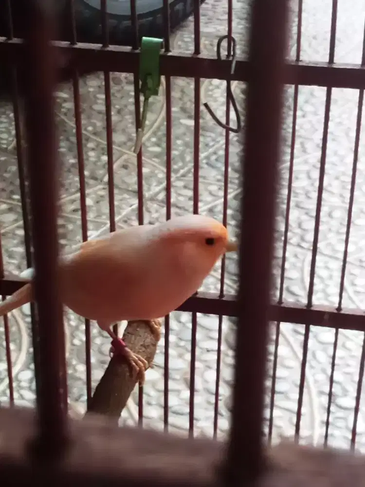 Kenari AF Betina  Ring body Big.