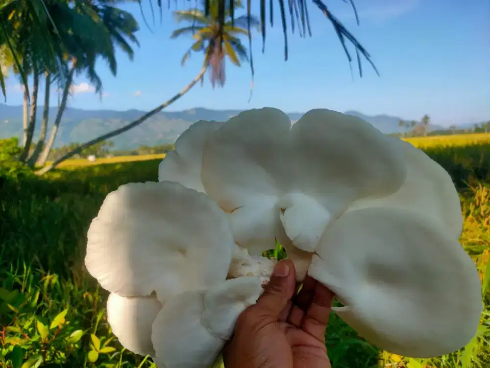 Jamur Tiram favorit keluarga sehat paling cocok dimasak Jamur Crispy