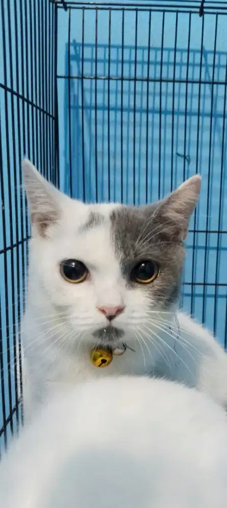 Kucing kitten BSH (BRITISH SHORT HAIR)