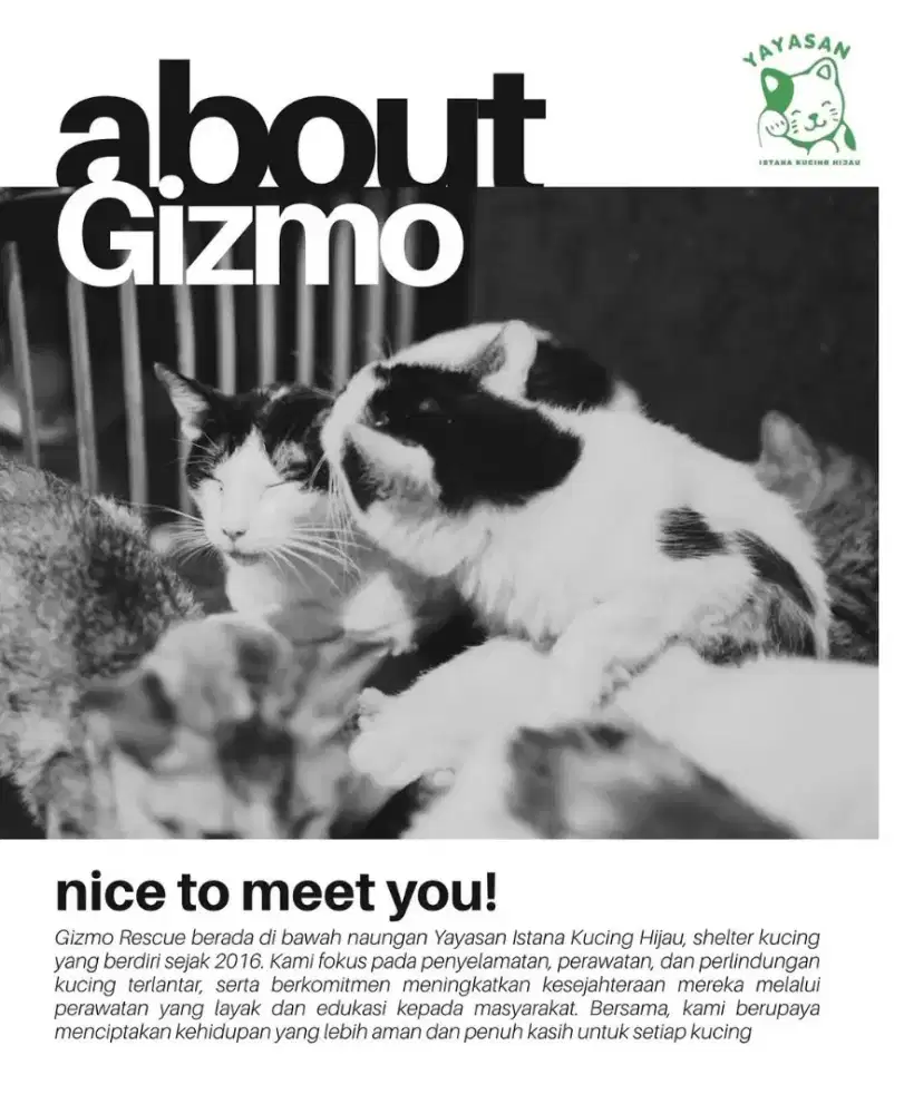 Lowongan Kerja Full Time Merawat Kucing