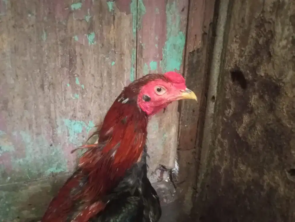 Ayam Bangkok Plaker Silangan Mangon