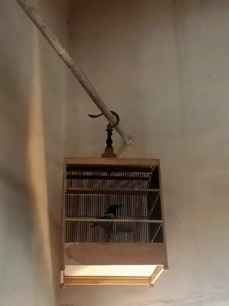 Burung kacer poci jumbo long bigg