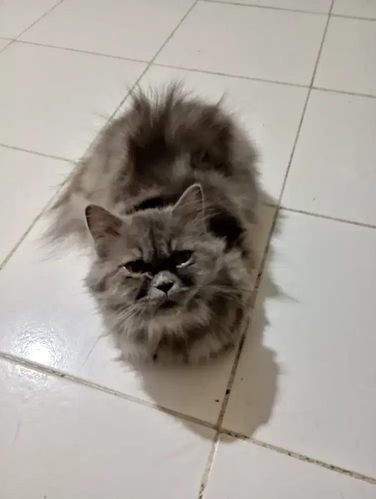 Kucing Persia flatnose abu-abu betina