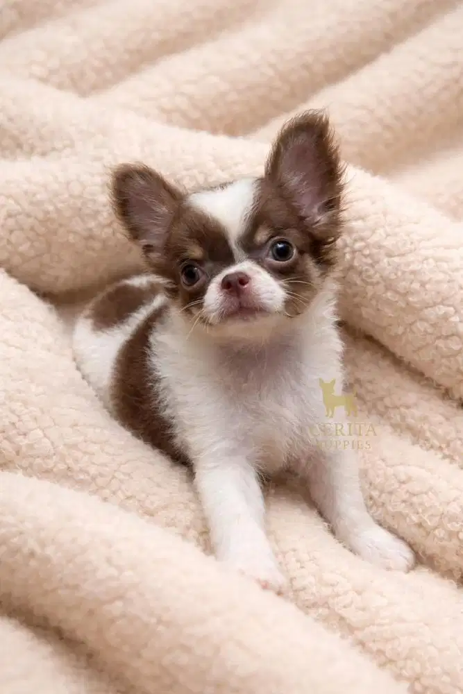 Jual Mini Chihuahua Longhair Jantan