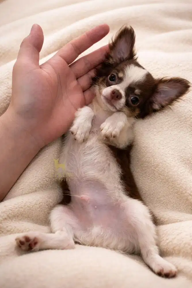 Jual Mini Chihuahua Longhair Jantan