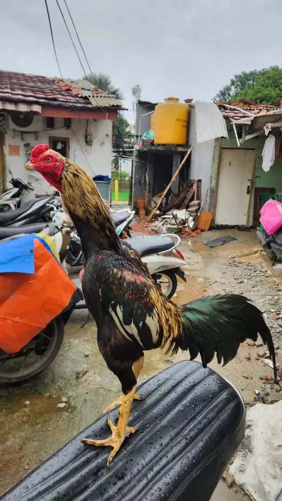 AYAM BANGKOK MANGON PUKUL BERAT