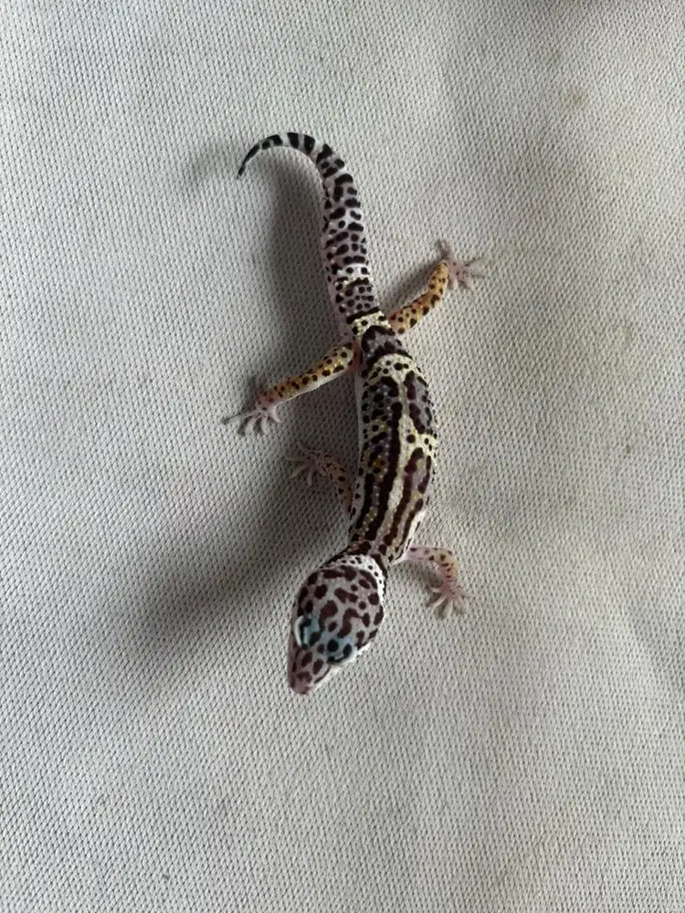 leopard gecko cerah