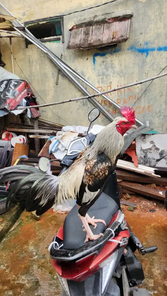 AYAM MANGON PUKUL GANCANG