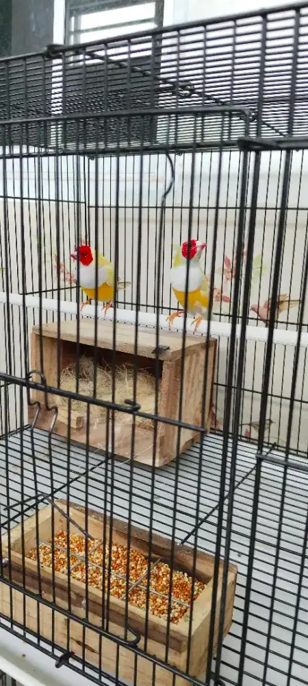 Gould amadin sepasang nuktok