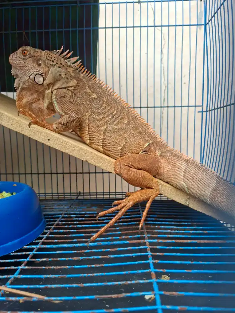 Iguana Axanthic 70CM DIJUAL CEPAT Pondok Aren