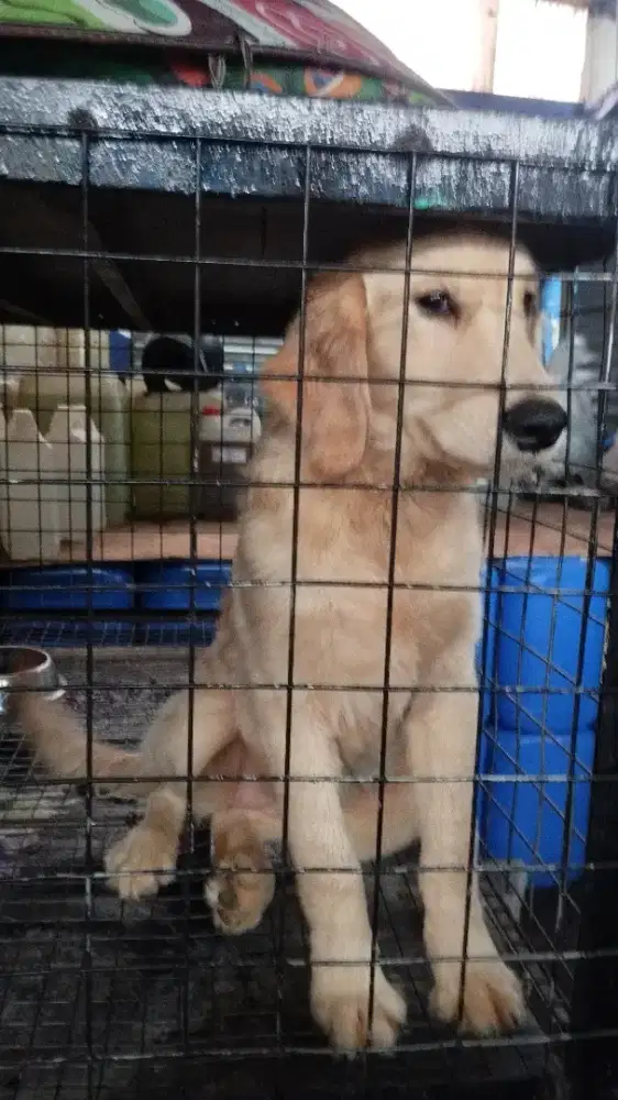 Dijual Anjing Golden Retriever