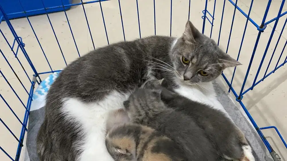 bsh mix scottish (indukan, proven 2x)