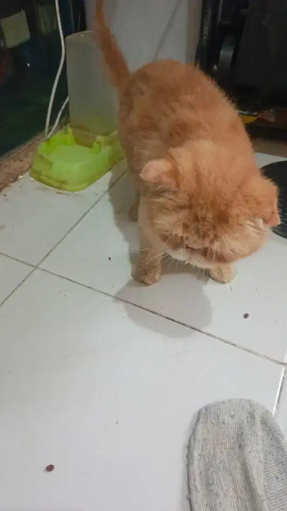 Kucing peaknose jantan