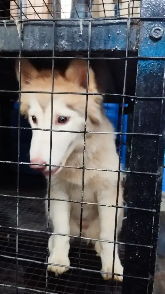 Dijual Anjing Husky mix Malamute