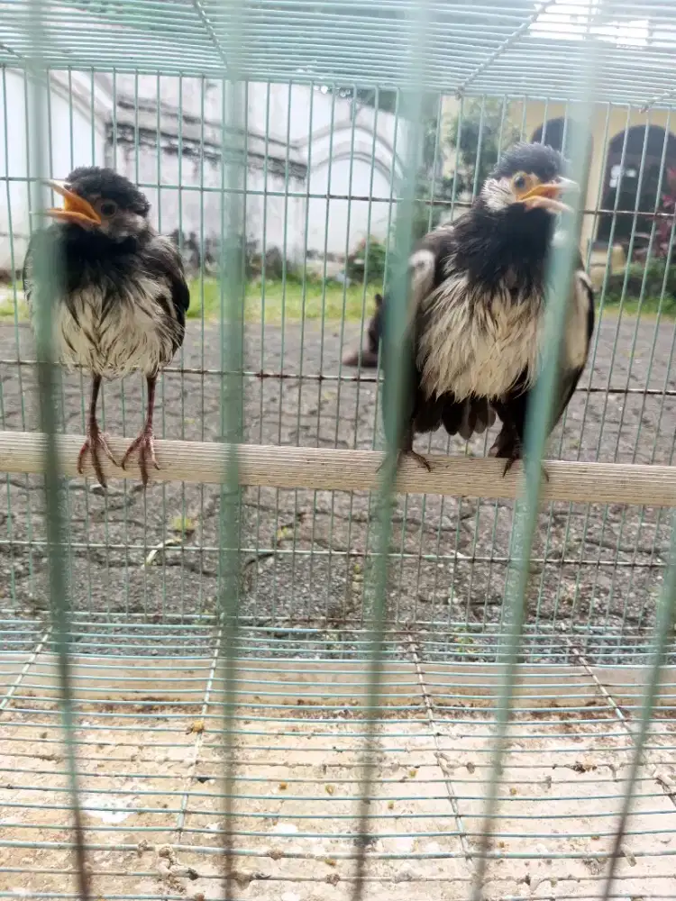 Burung Jalak Suren Jantan