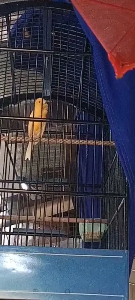 Kenari Loper gacor Fulset