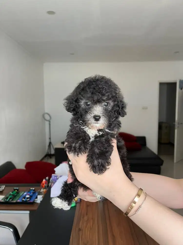 Toy Poodle Jantan Silver