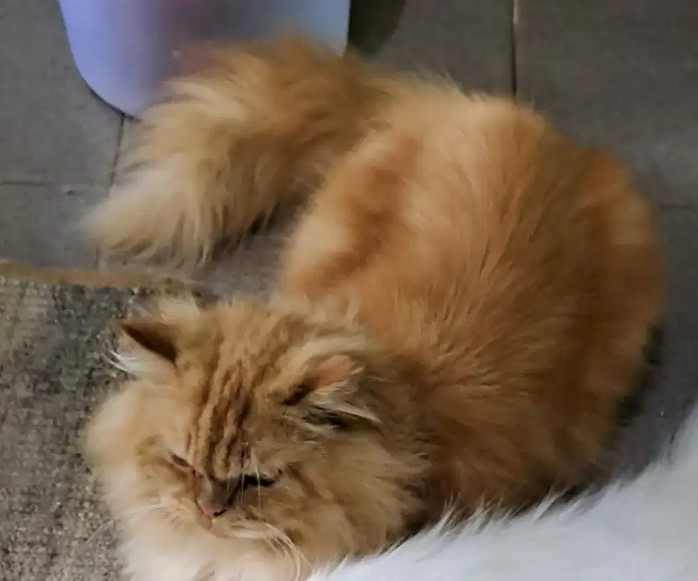 Dijual kucing persia jantan @ 1 juta / ekor nego