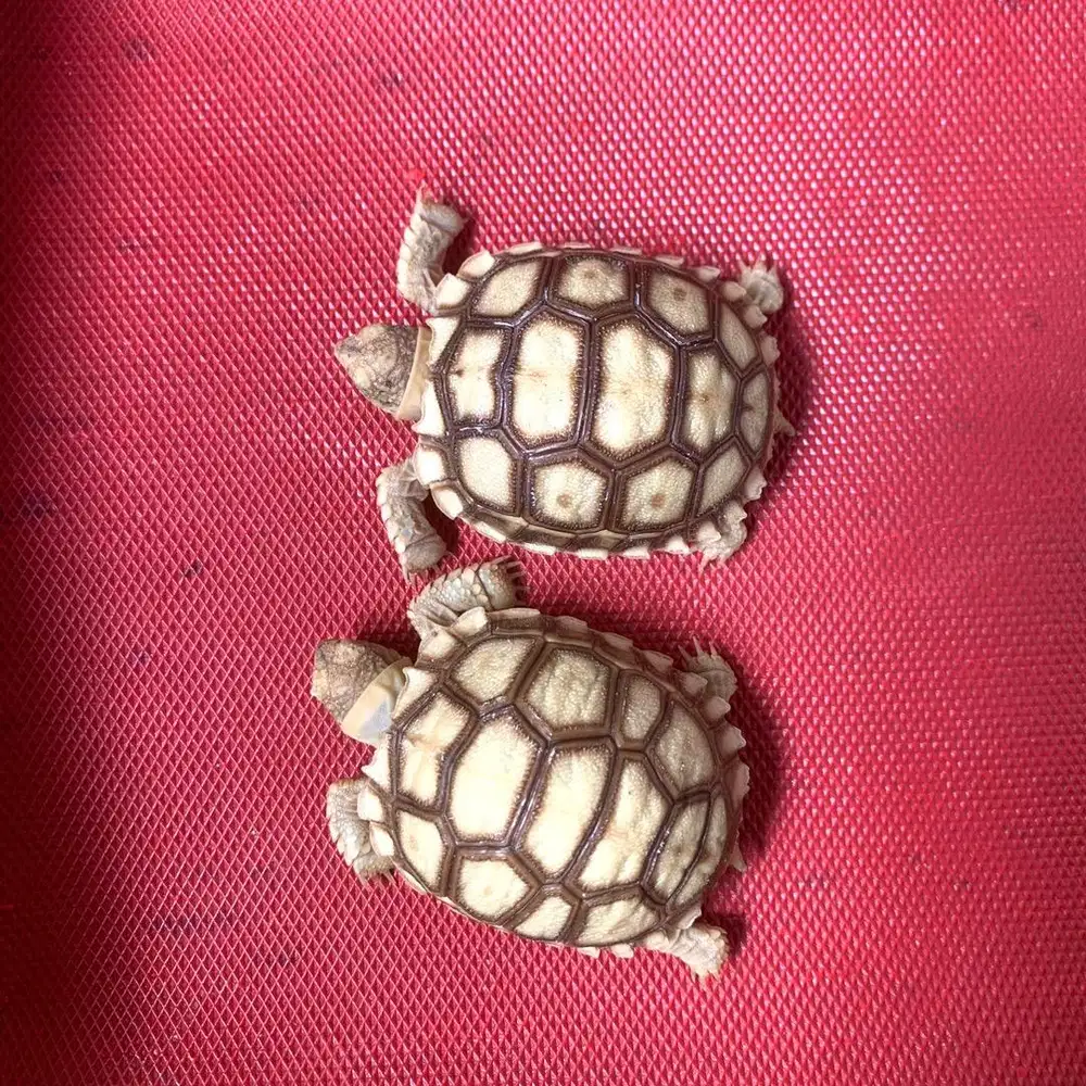 Kura kura sulcata 7 cm sehat