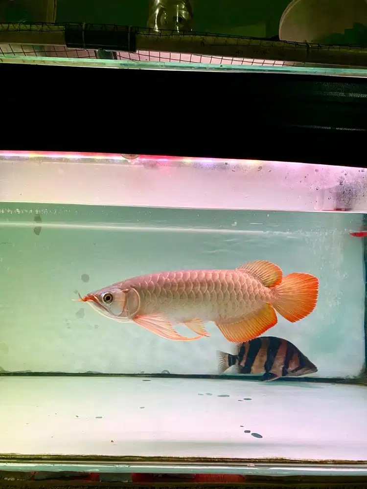 Arowana / Arwana Super Red