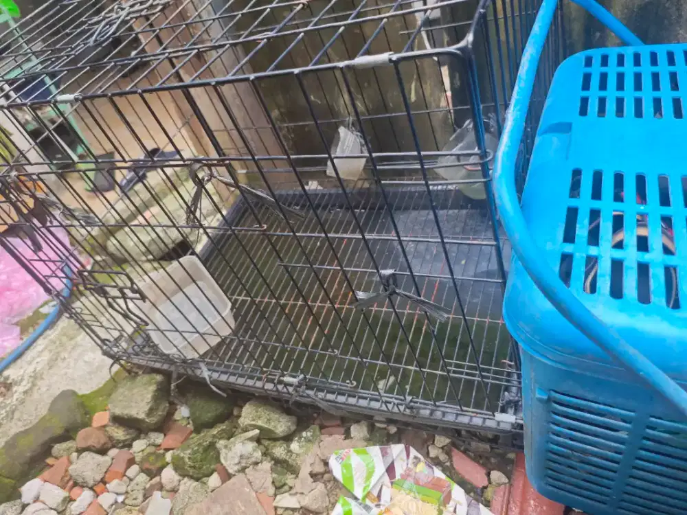 Jual kandang kucing + pet cargo