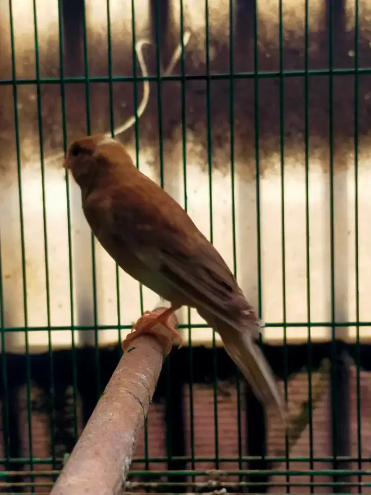 Burung kenari AFsf paud/anak gembling