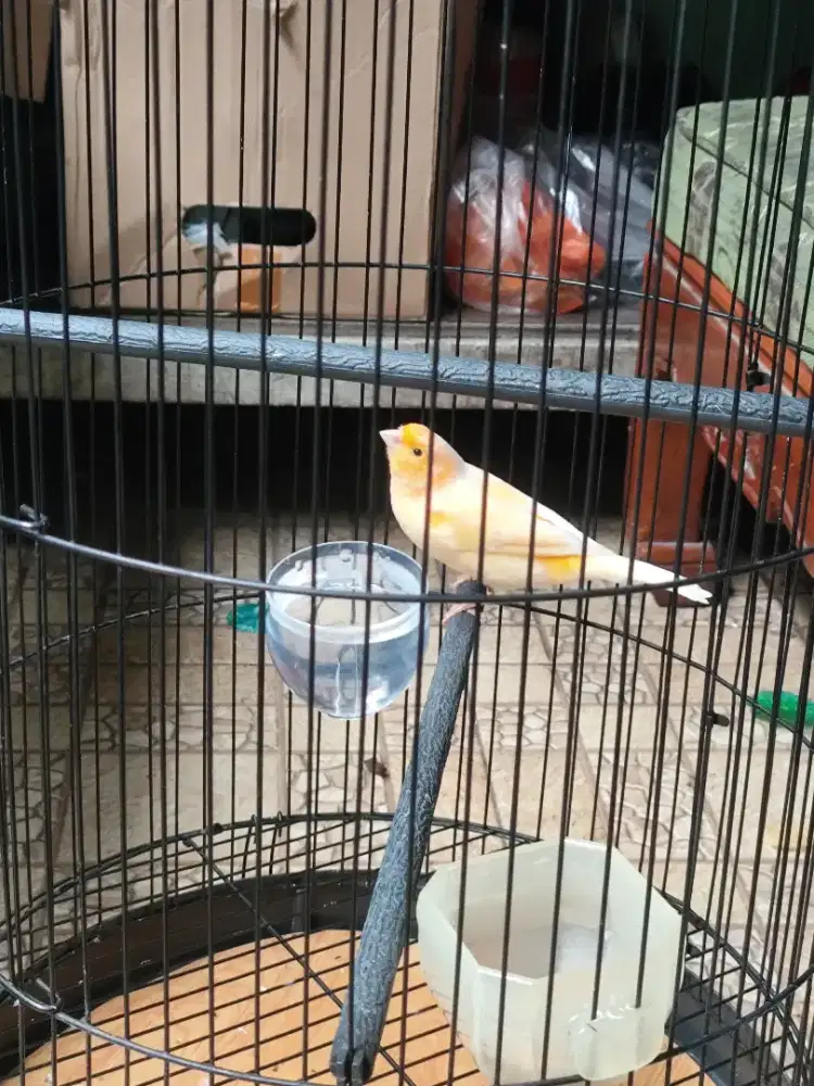 Dijual burung kenari AF gacor warna cerah jaminan jantan seumur hidup
