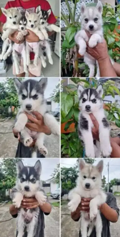 jual anak anjing husky jantan & betina