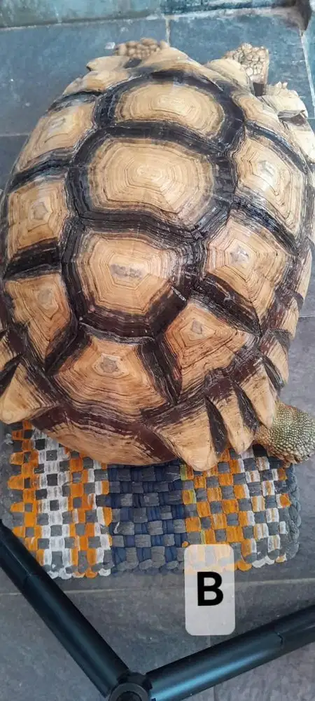 Kura kura sulcata 46cm