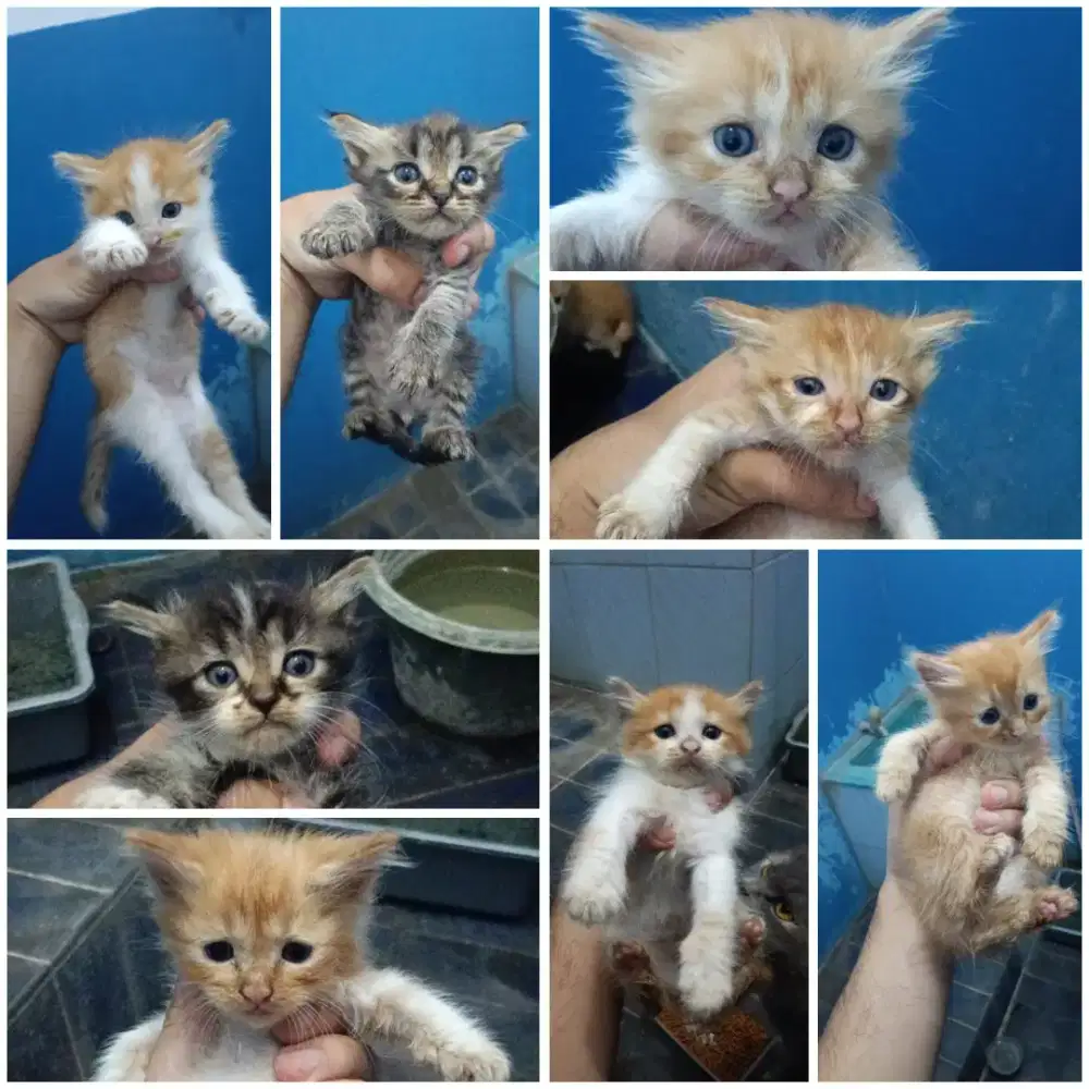 borongan 8 kiitten bonus indukan