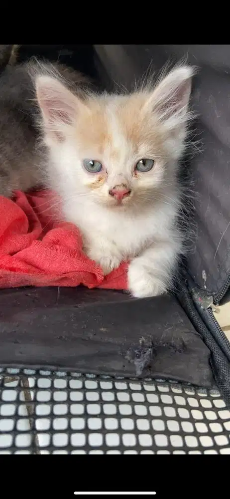 Kitten mixdome betina