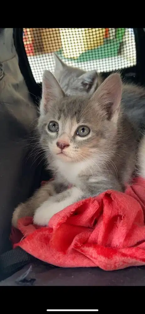 Kitten mixdome jantan