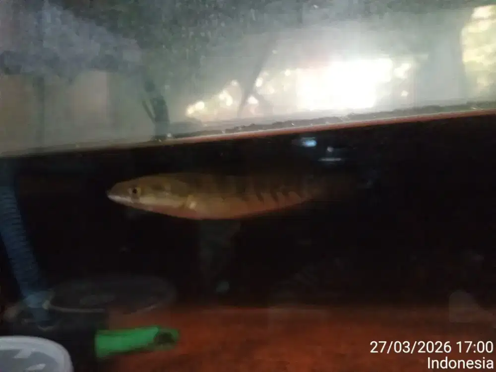 Chana yellow sentarum