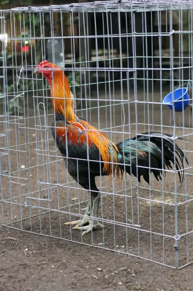 berbagai macam ayam hias berkualitas