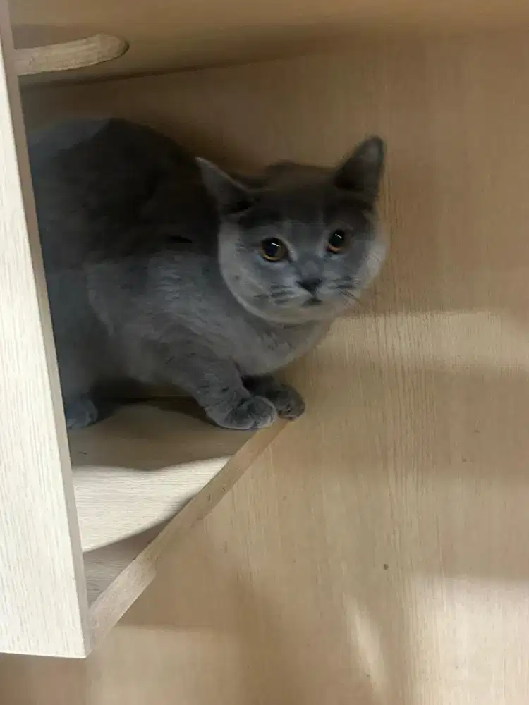 Kucing british shorthair bsh british short hair