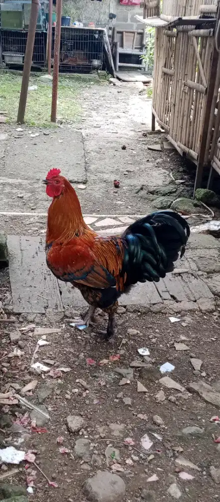 Ayam Brahma Remaja jari 10