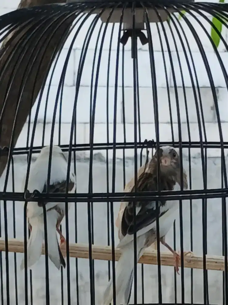 Paud kenari panda siemetris dan warna antik