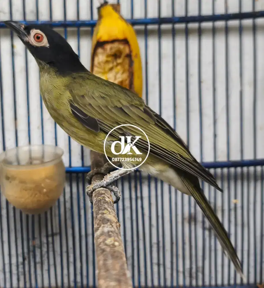 Ara Mata merah jantan