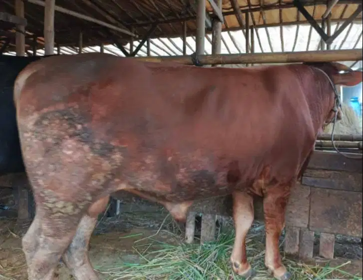 sapi qurban limosin 450kiloan timbang hidup 2 thn siap sapi kurban2026