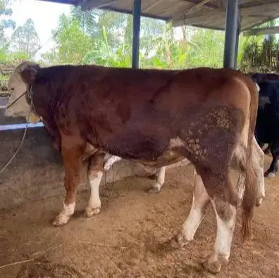 sapi qurban limosin 450kiloan timbang hidup 2 thn siap sapi kurban2026