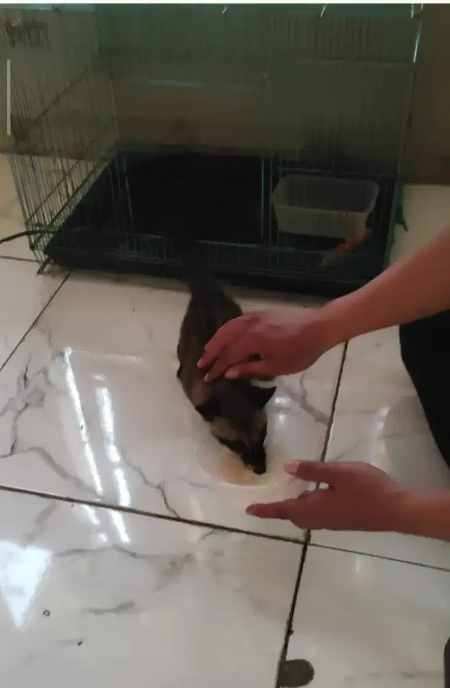 Musang pandan fullset sama kandang
